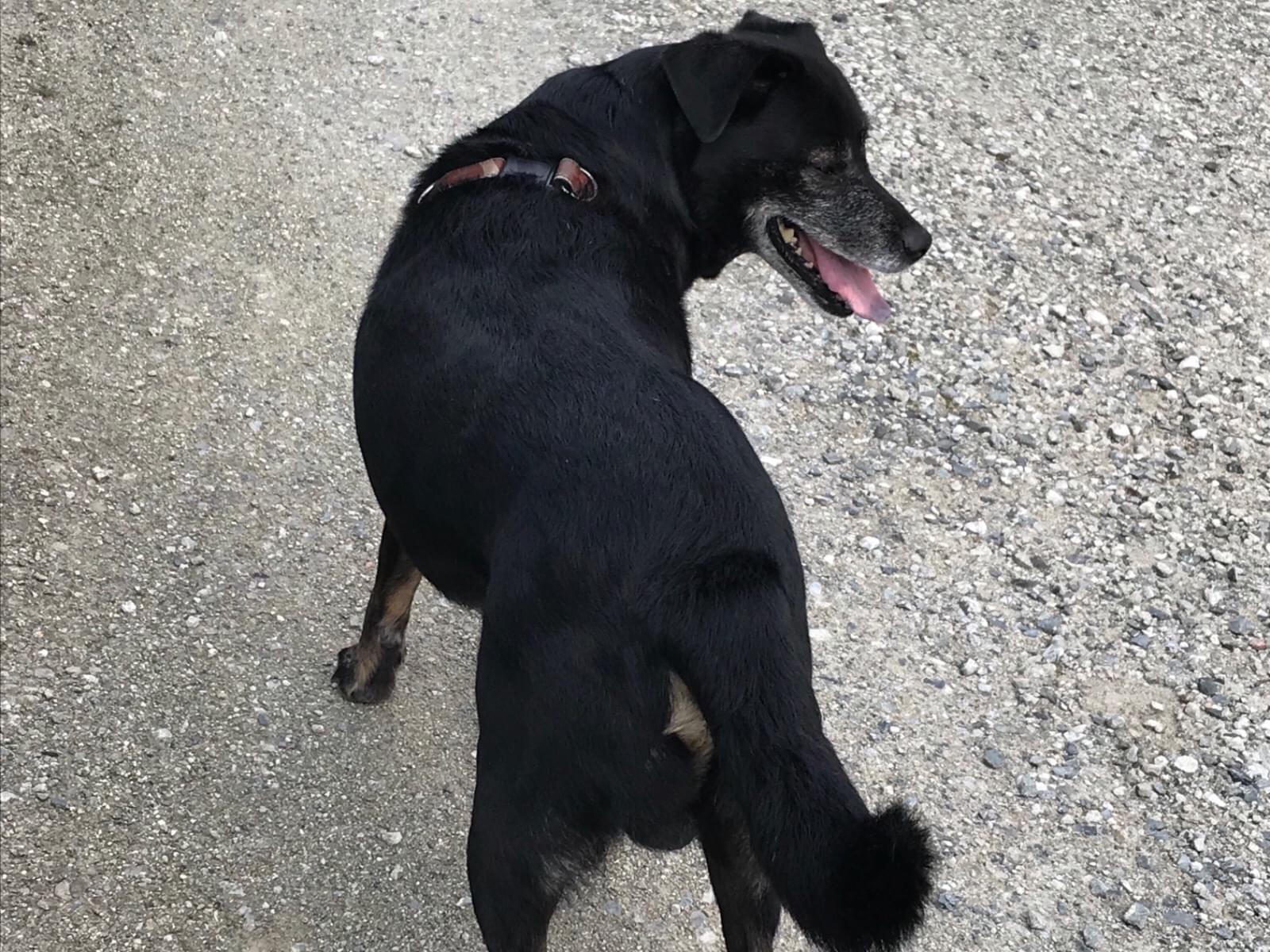目撃された犬 目撃された犬