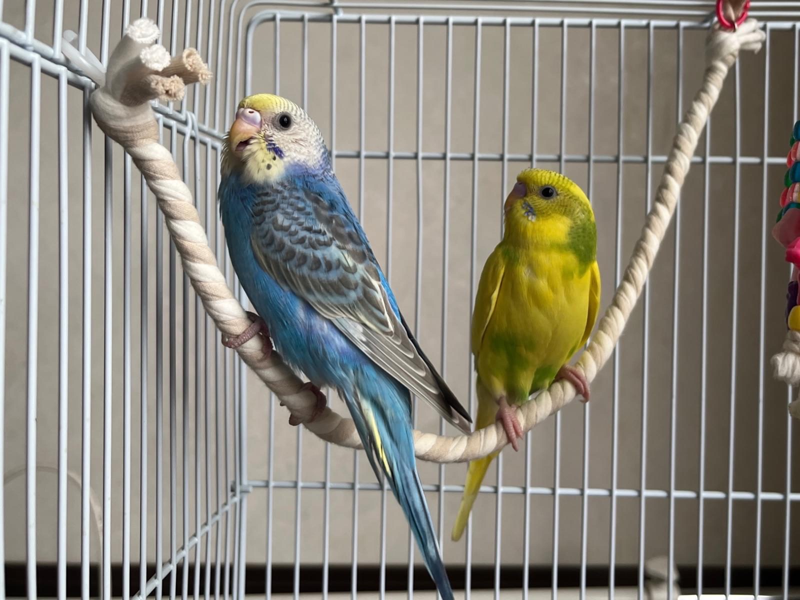 保護された鳥 保護された鳥