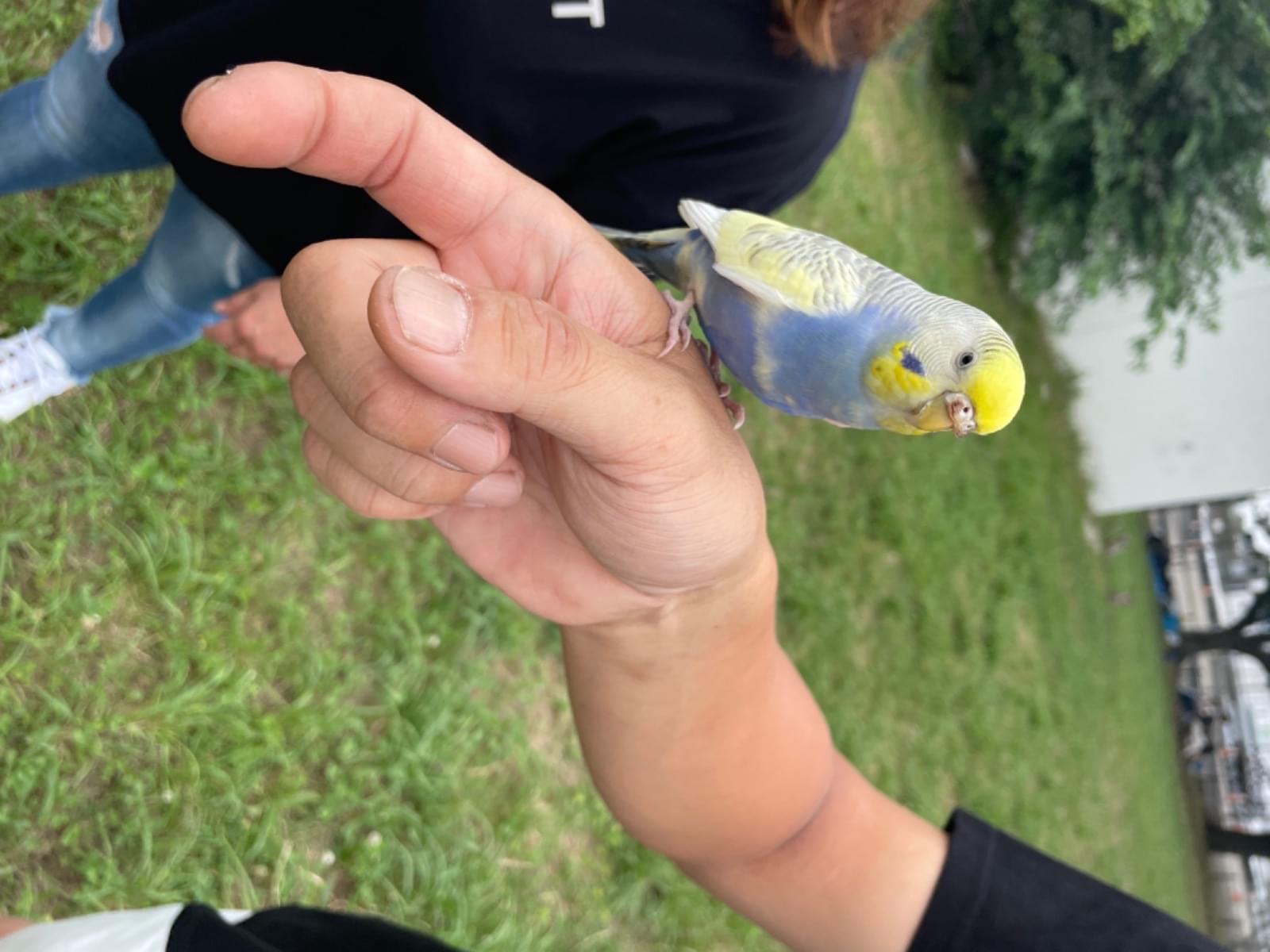 保護された鳥 保護された鳥