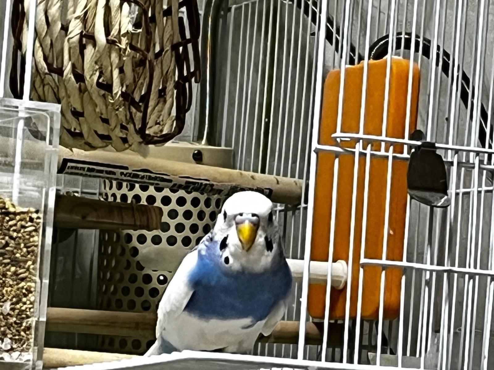 ももちゃん ももちゃん