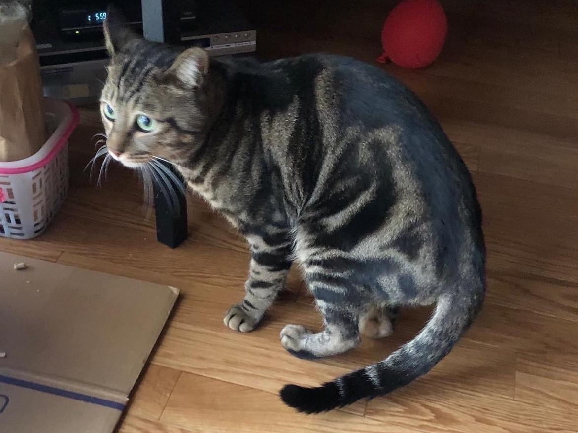 保護された猫 保護された猫
