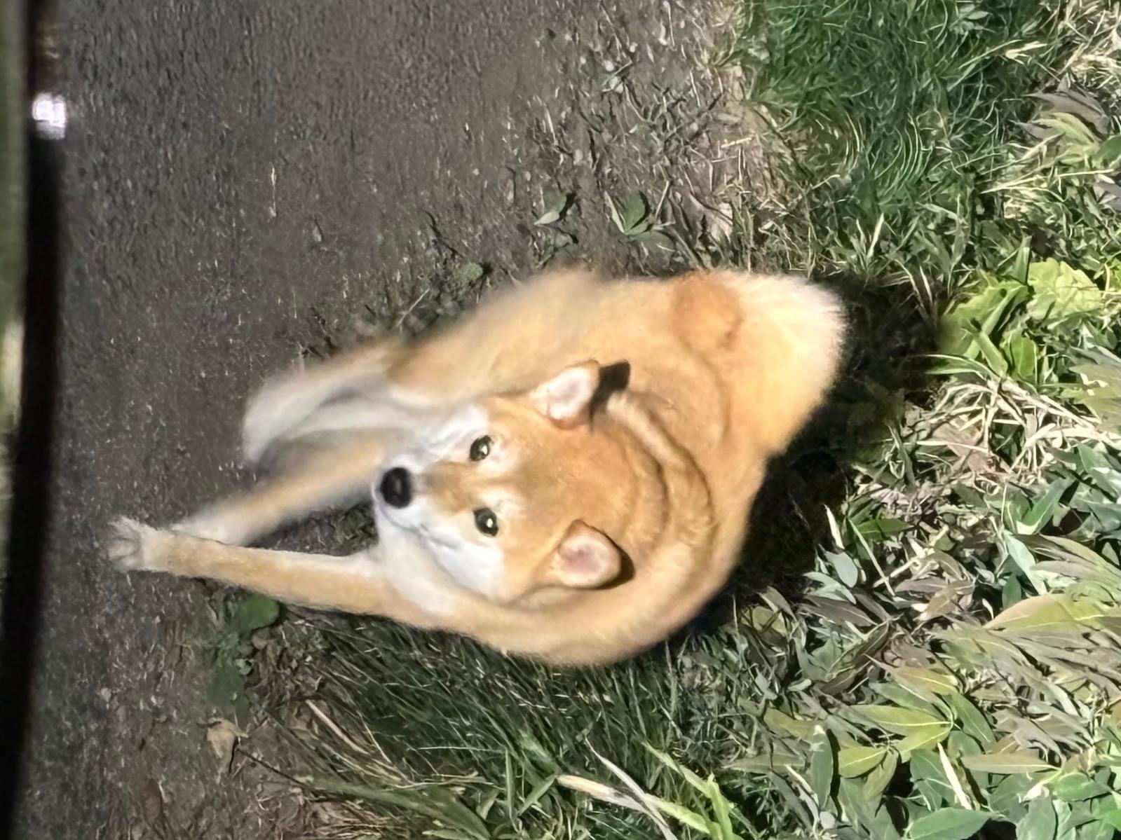目撃された犬 目撃された犬