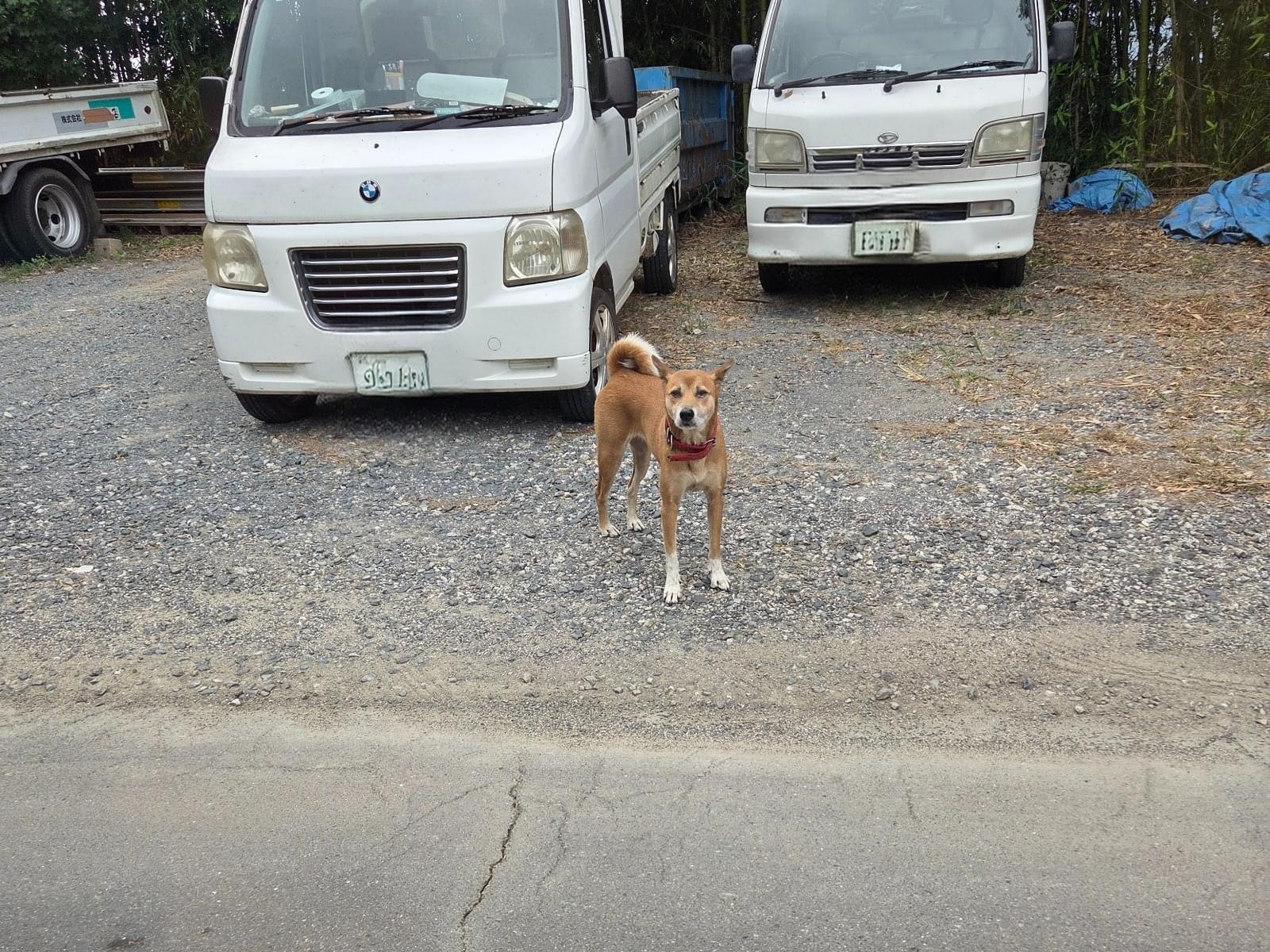 目撃された犬 目撃された犬