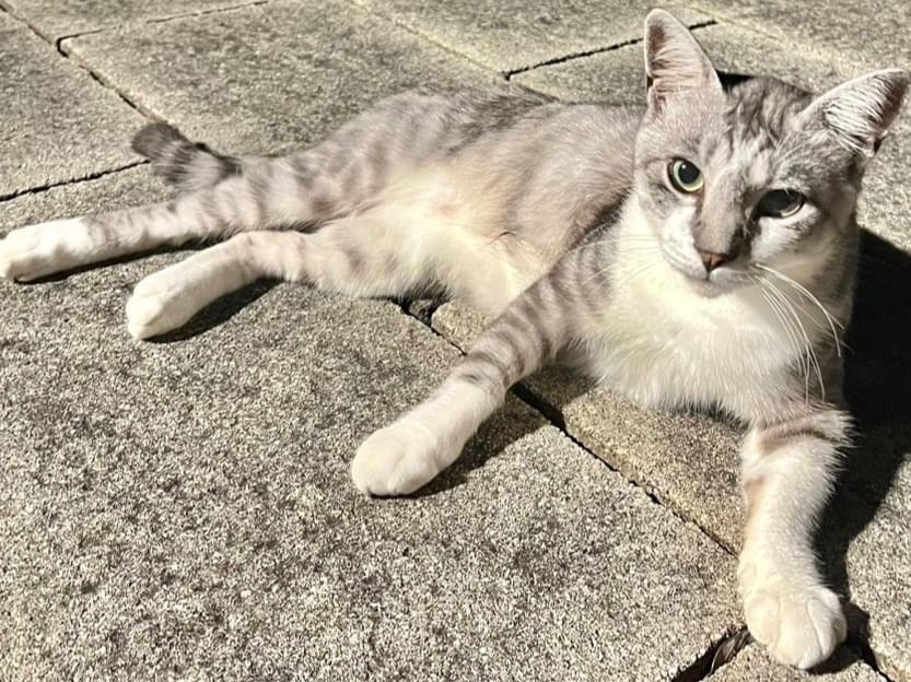 目撃された猫 目撃された猫