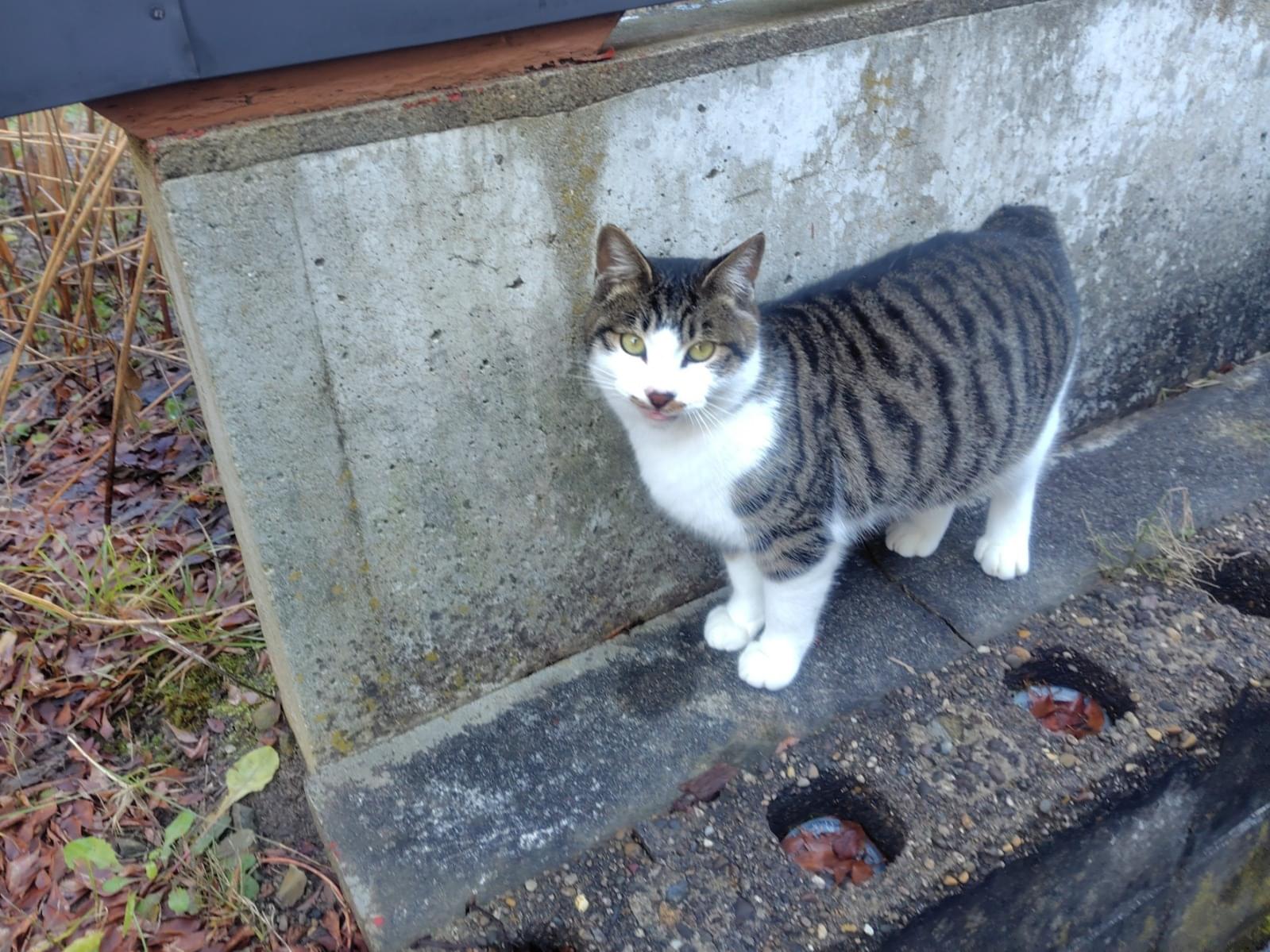 ハッチちゃん ハッチちゃん