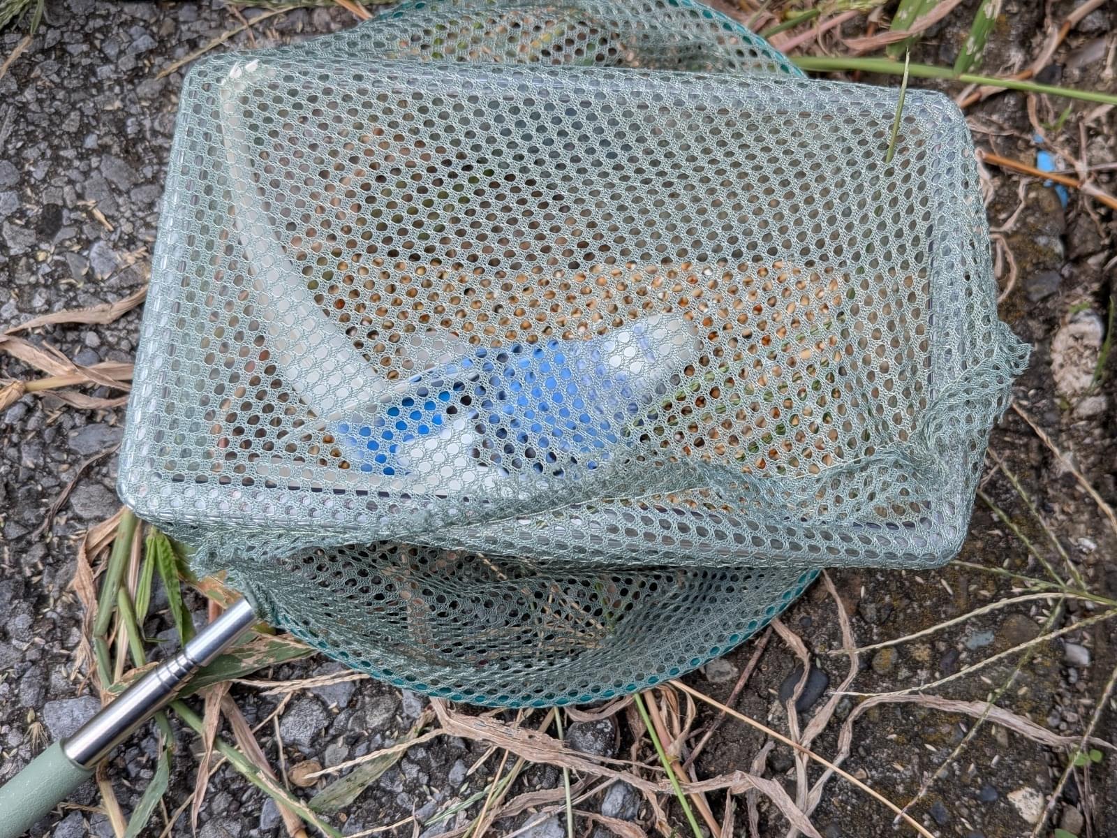 保護された鳥 保護された鳥