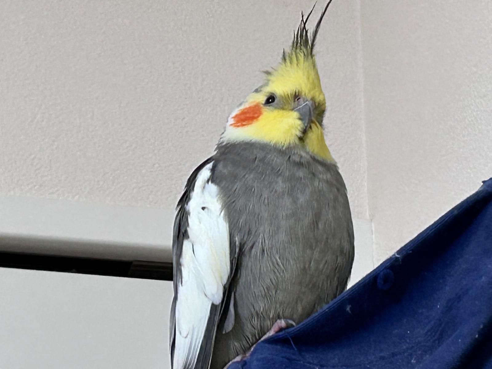 ピースケ