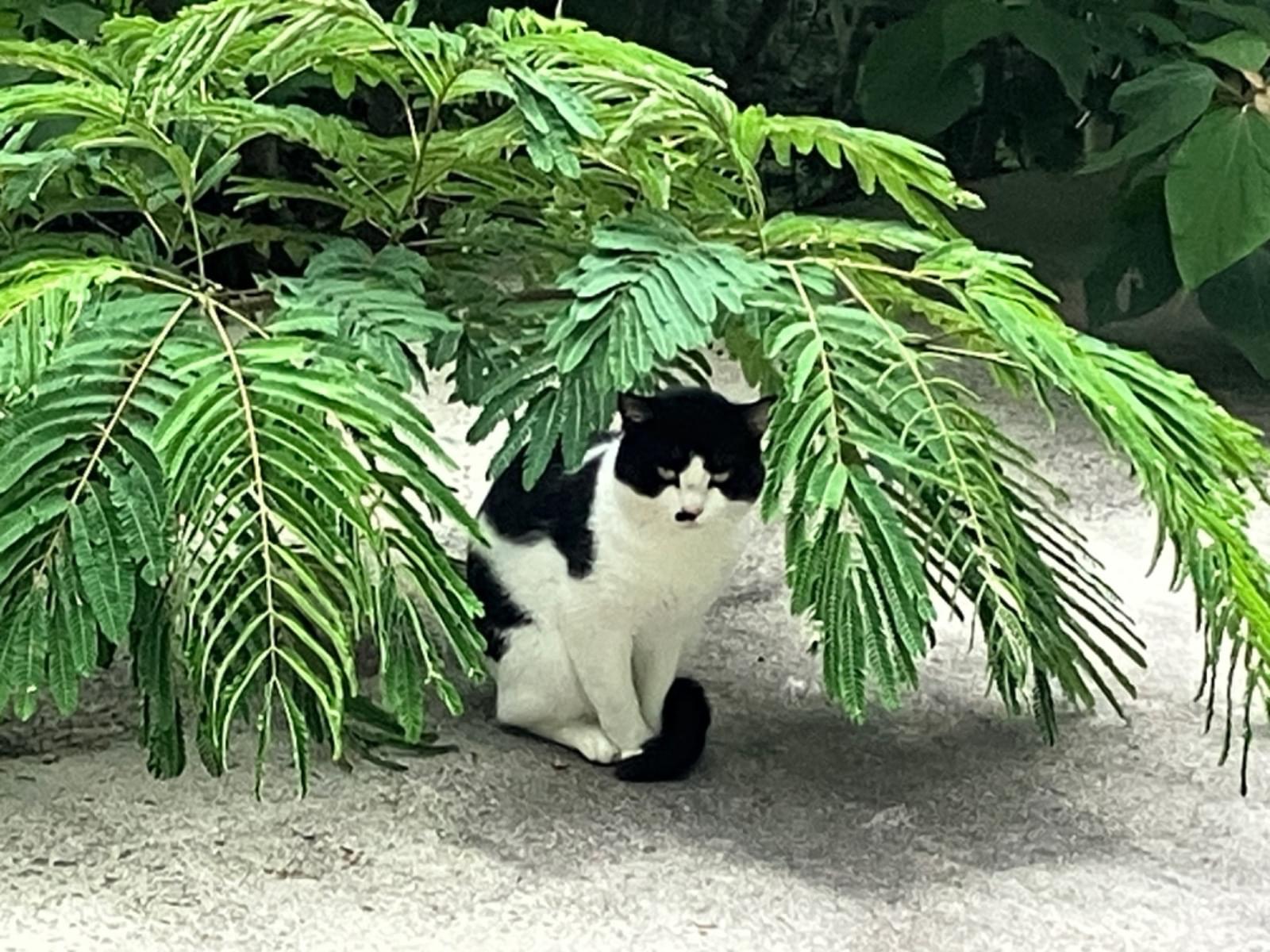 目撃された猫 目撃された猫