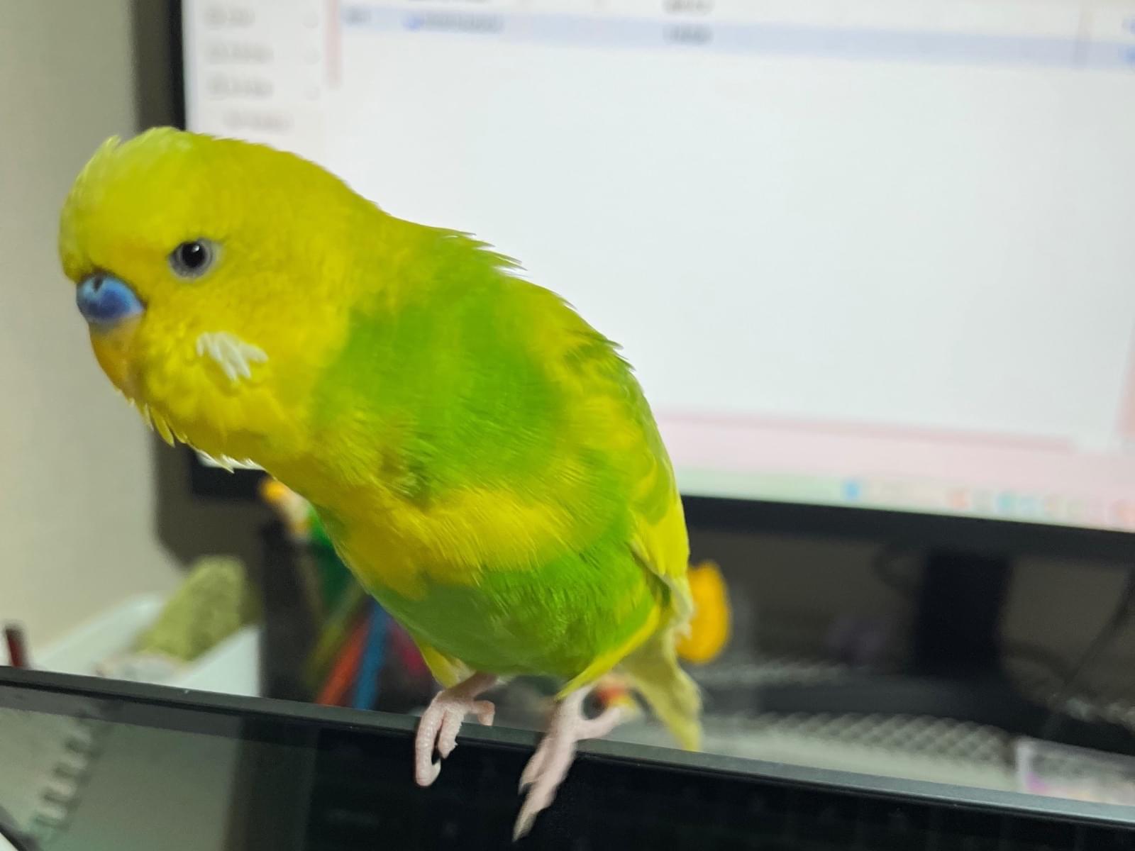 梨ちゃん