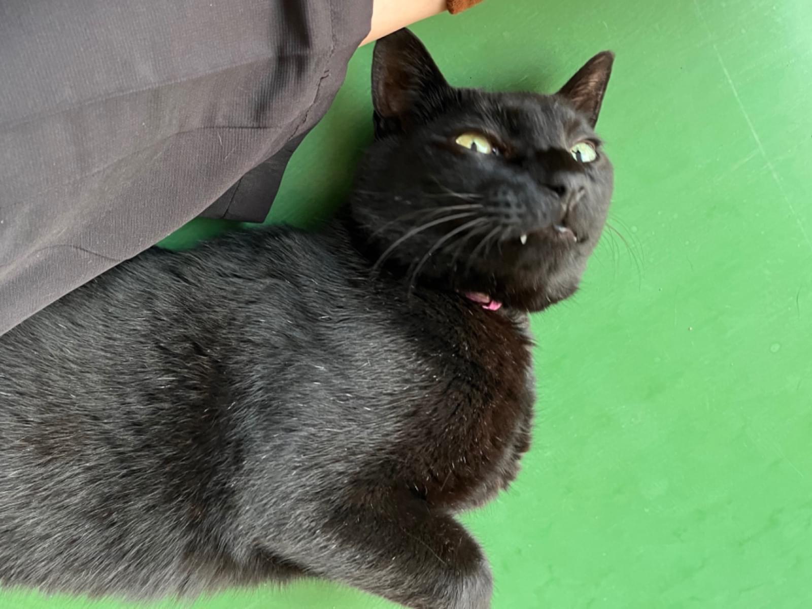 目撃された猫 目撃された猫