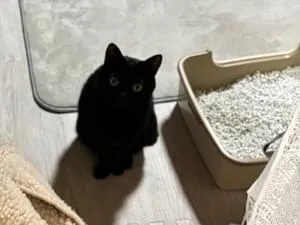 黒猫 黒猫つくねちゃん太しっぽ (@oreo_blackcat): 