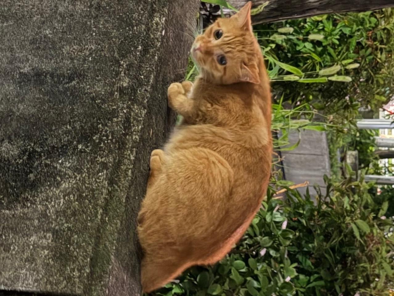 目撃された猫 目撃された猫