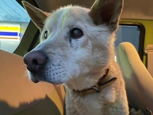 目撃された犬 目撃された犬
