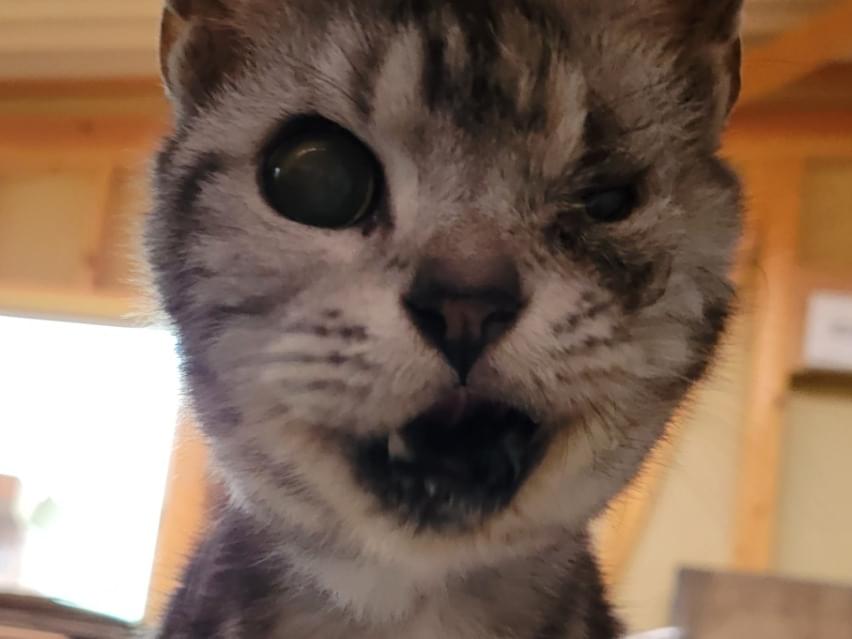保護された猫 保護された猫