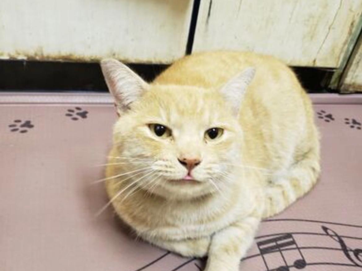 保護された猫 保護された猫