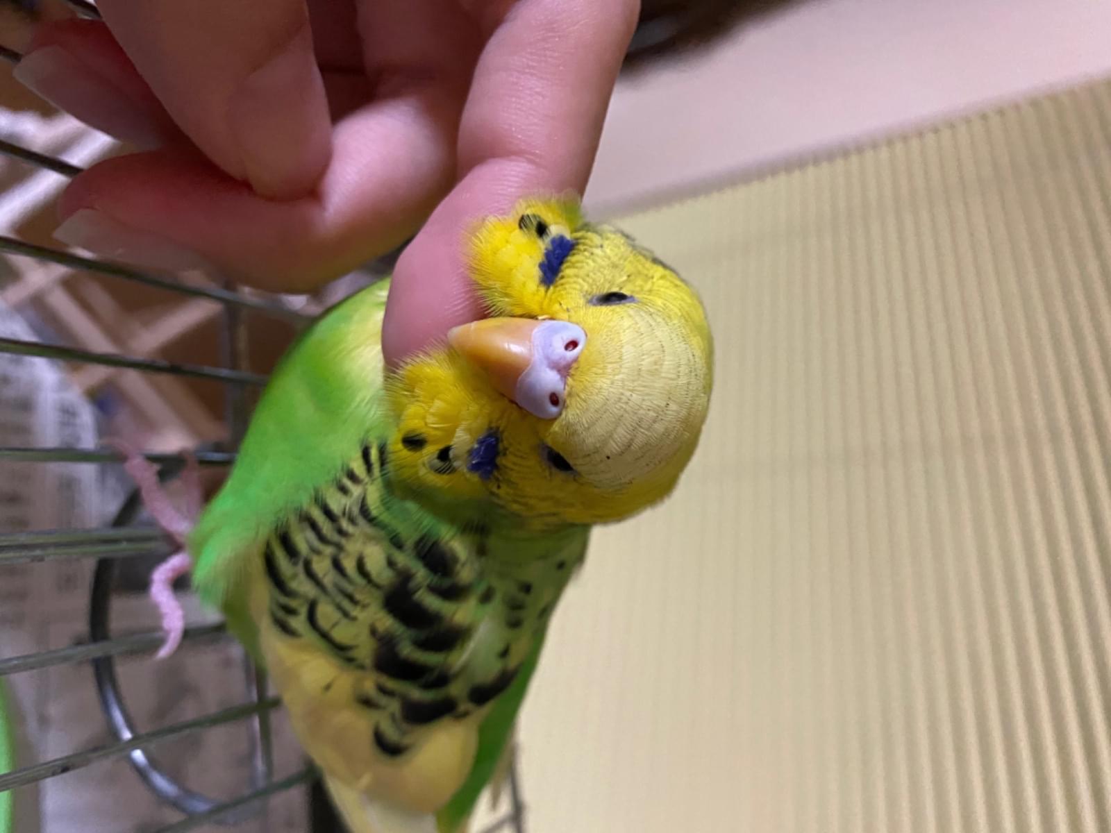 しっぽちゃん しっぽちゃん