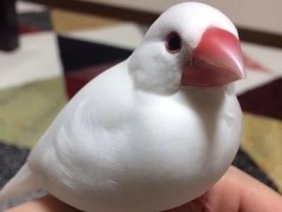 クロちゃん クロちゃん