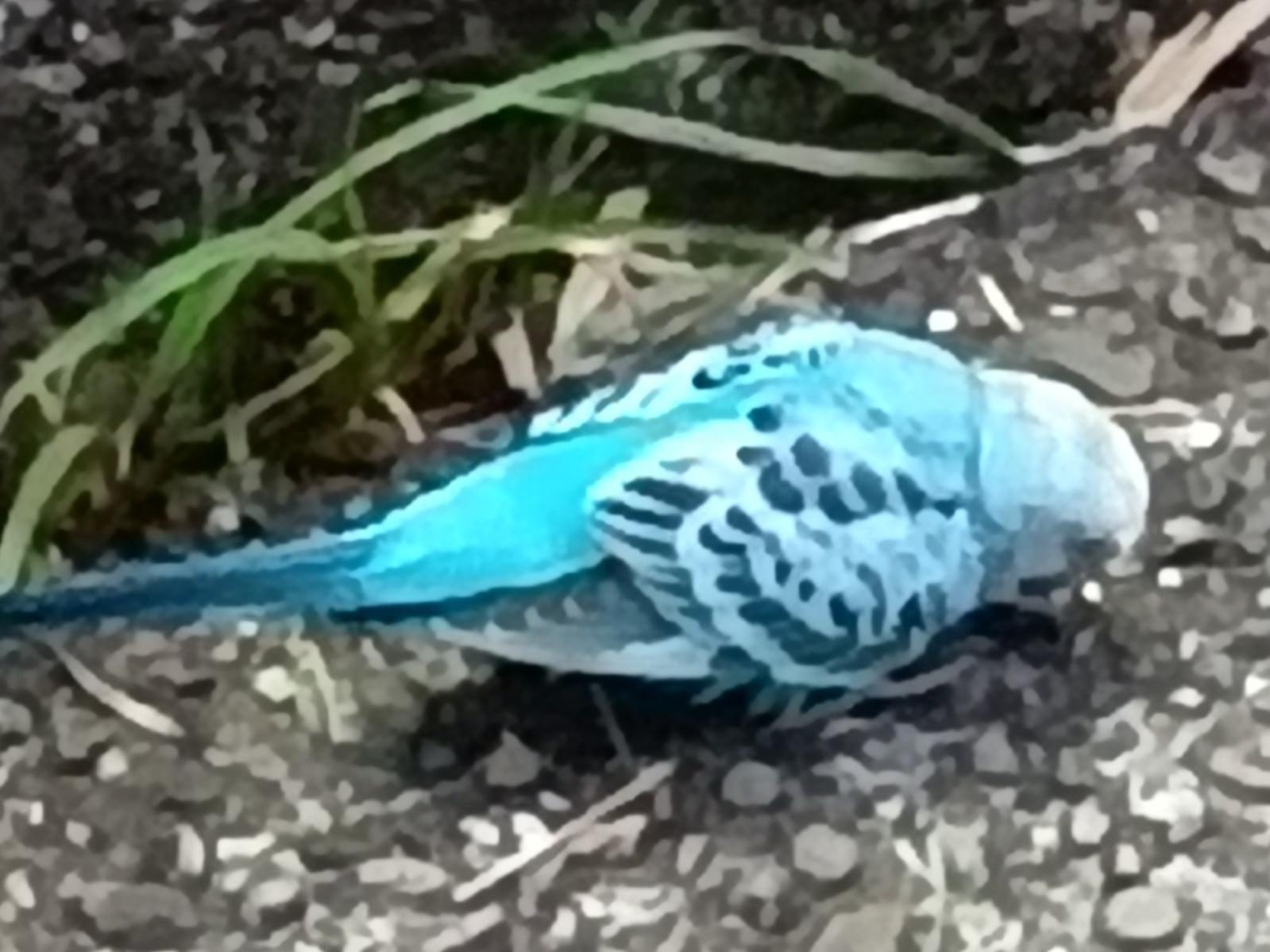 目撃された鳥 目撃された鳥