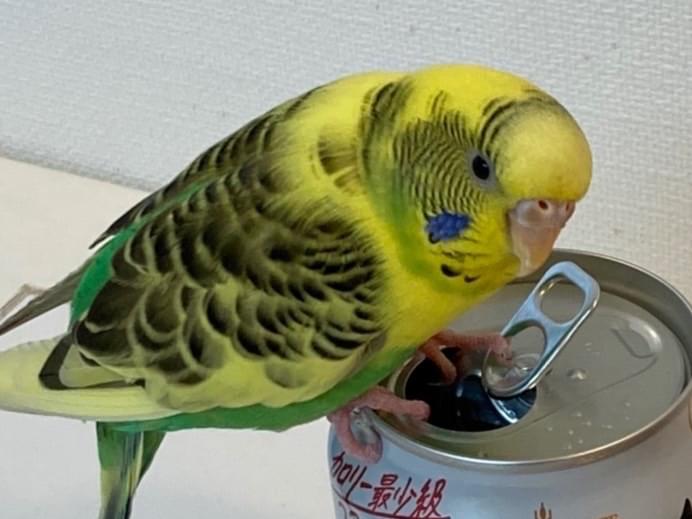 きぃちゃん きぃちゃん