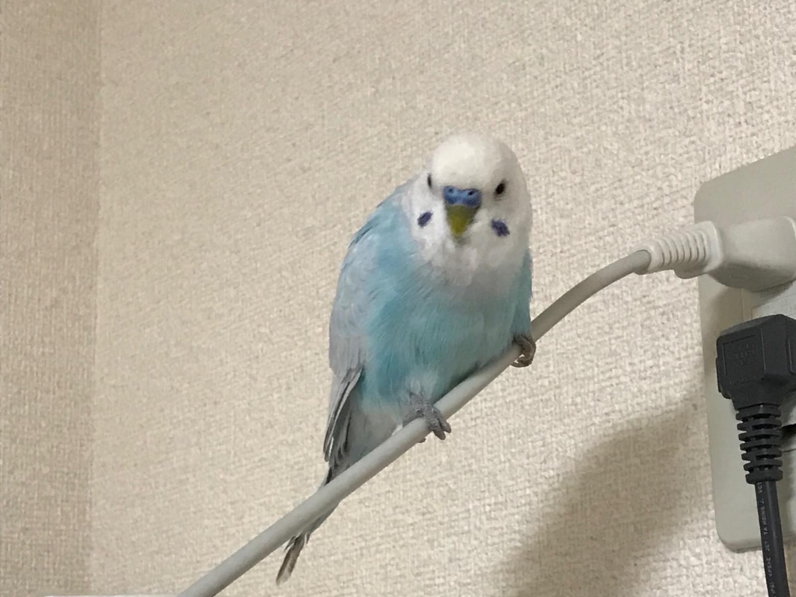 ぴーちゃん ぴーちゃん