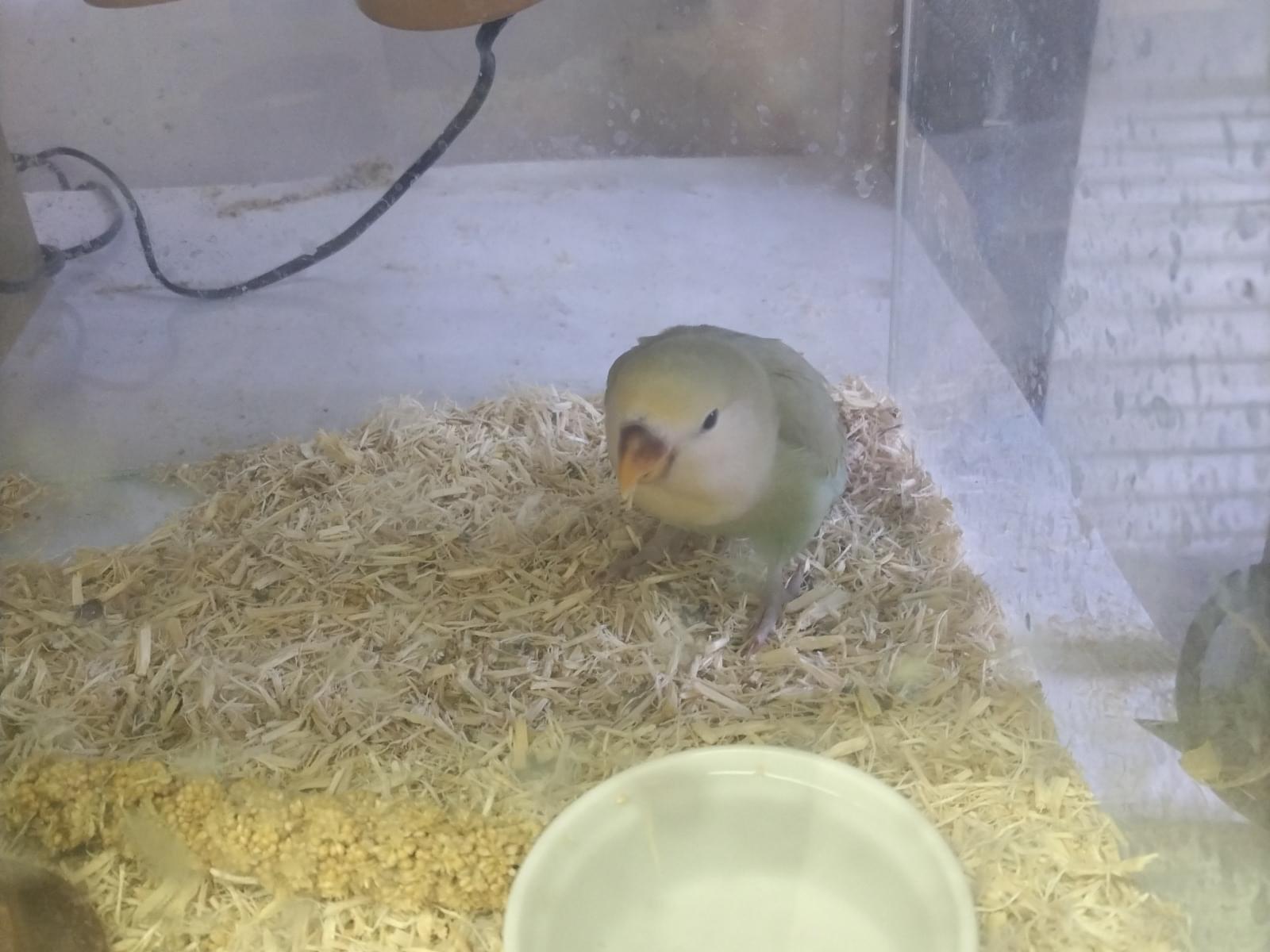 ぴーちゃん