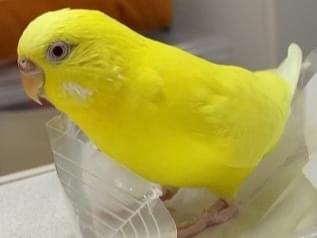 ピーコちゃん ピーコちゃん