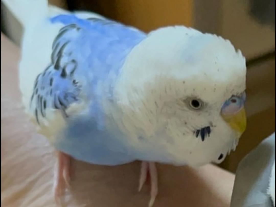 ミルクちゃん ミルクちゃん