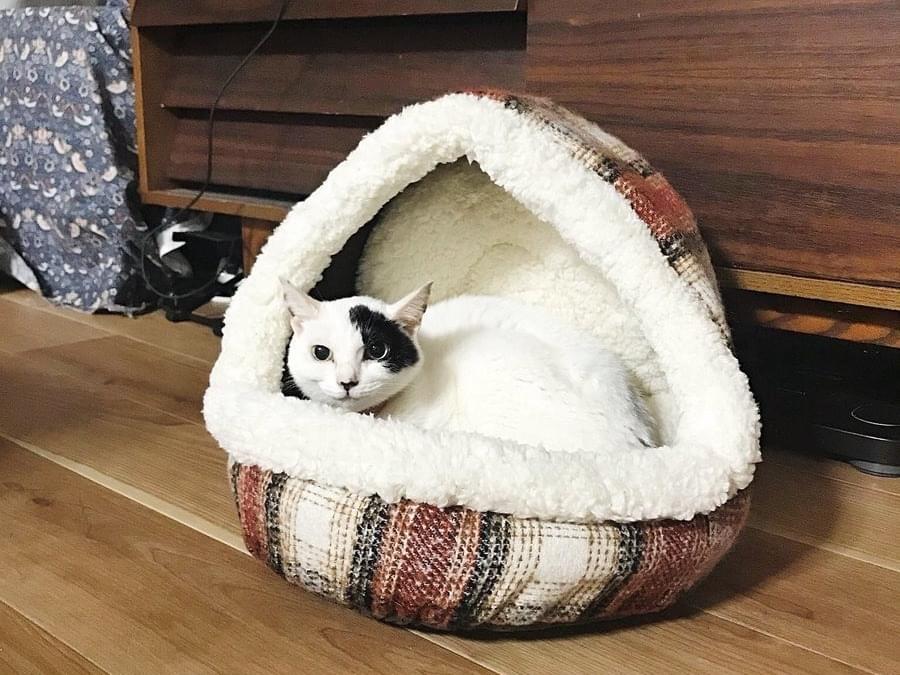 マロニーちゃん マロニーちゃん