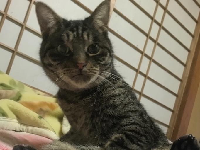 トロちゃん トロちゃん