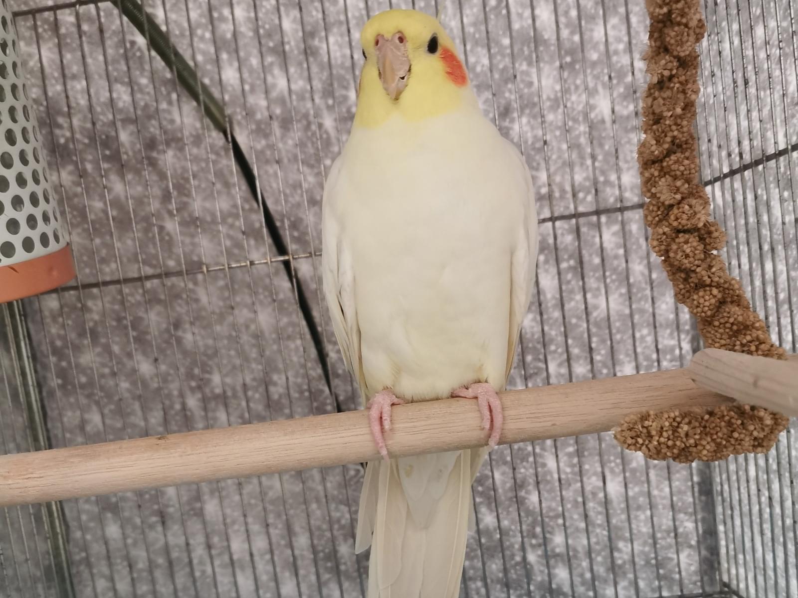 むぎちゃん むぎちゃん