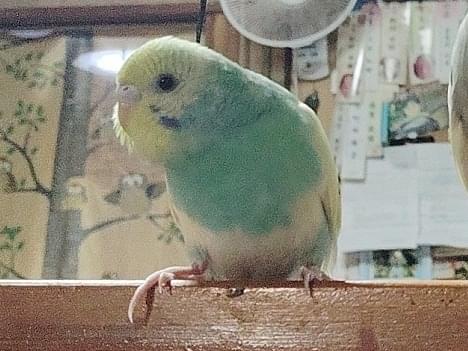 ピッコロちゃん