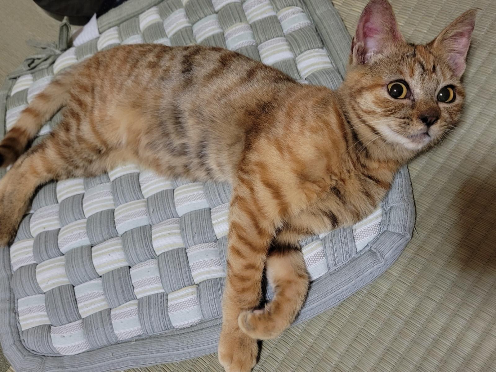 保護された猫 保護された猫