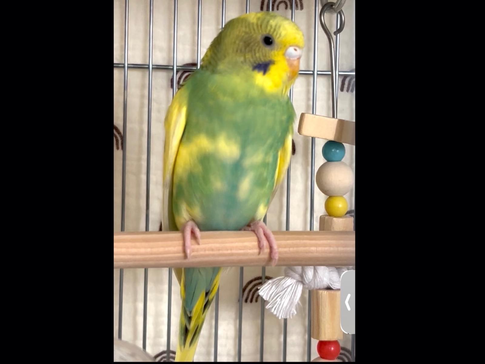 保護された鳥
