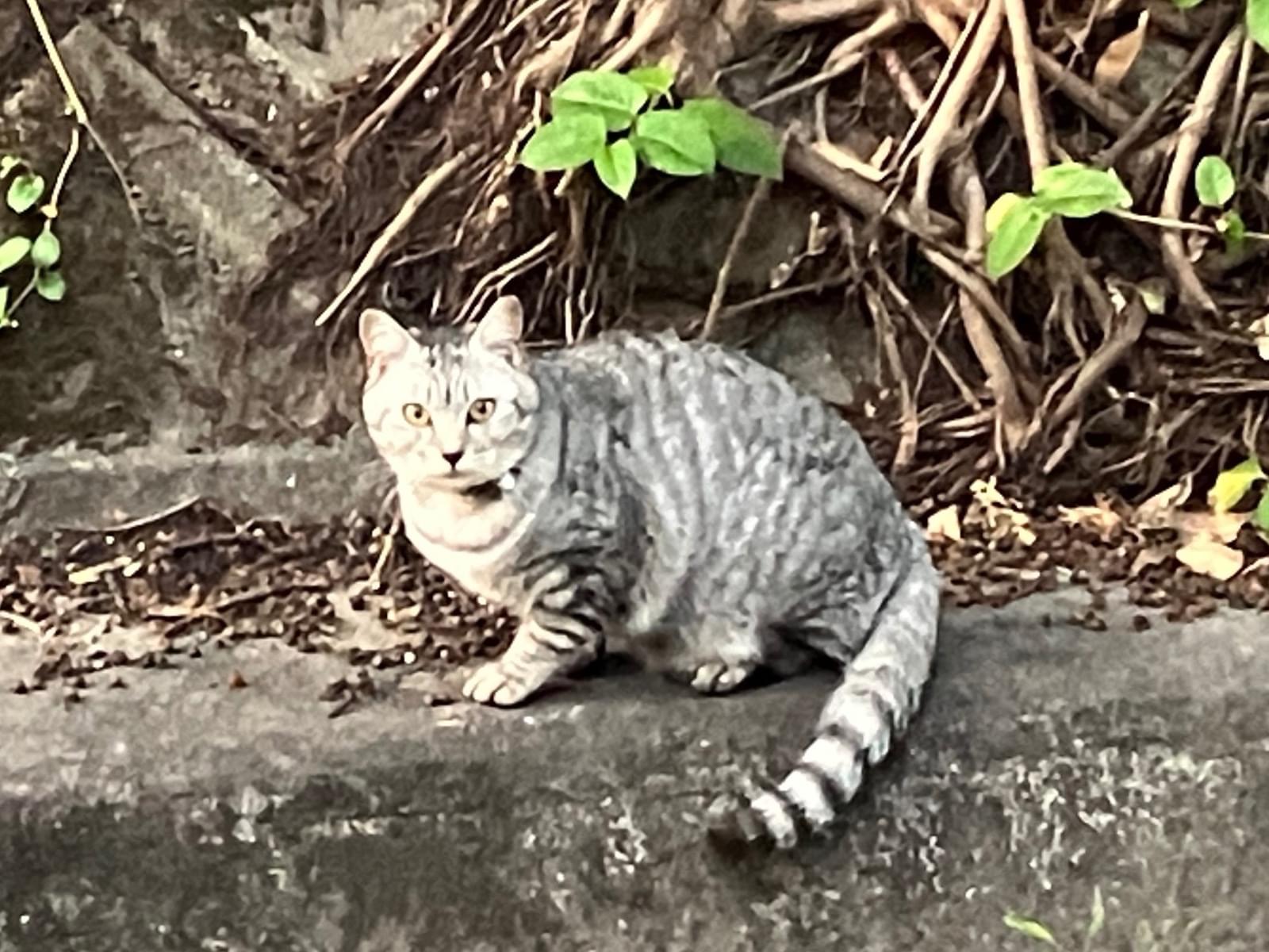 目撃された猫 目撃された猫