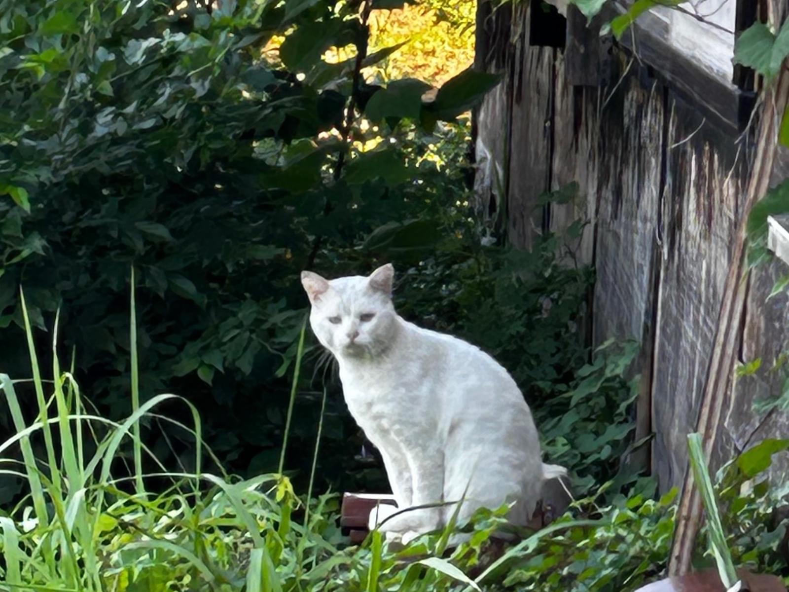 目撃された猫 目撃された猫
