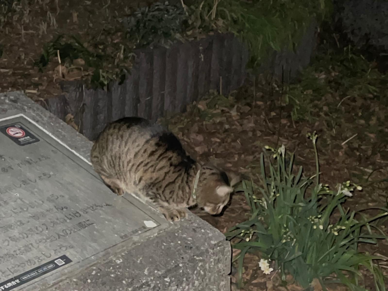 目撃された猫 目撃された猫