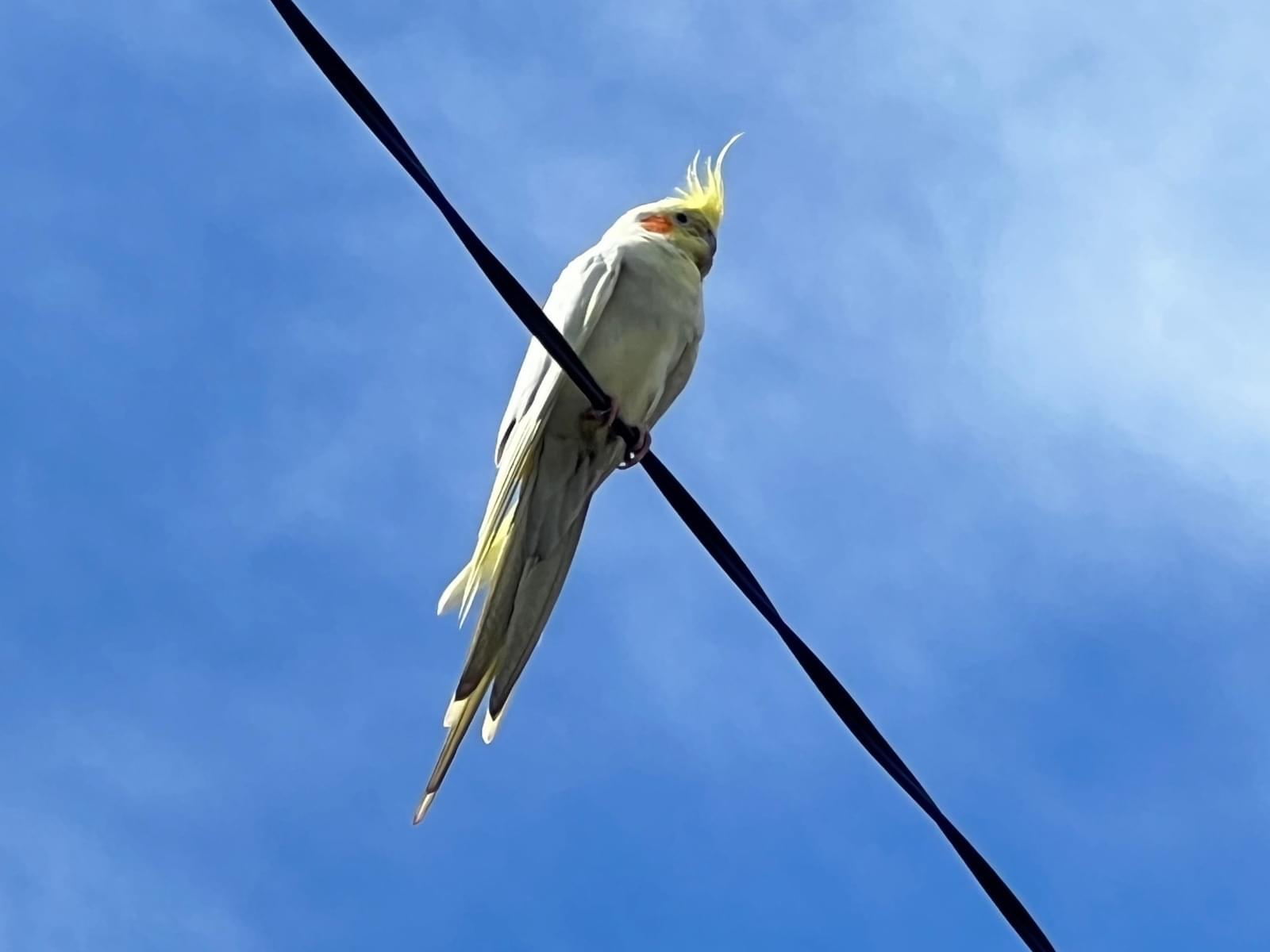 保護された鳥 保護された鳥