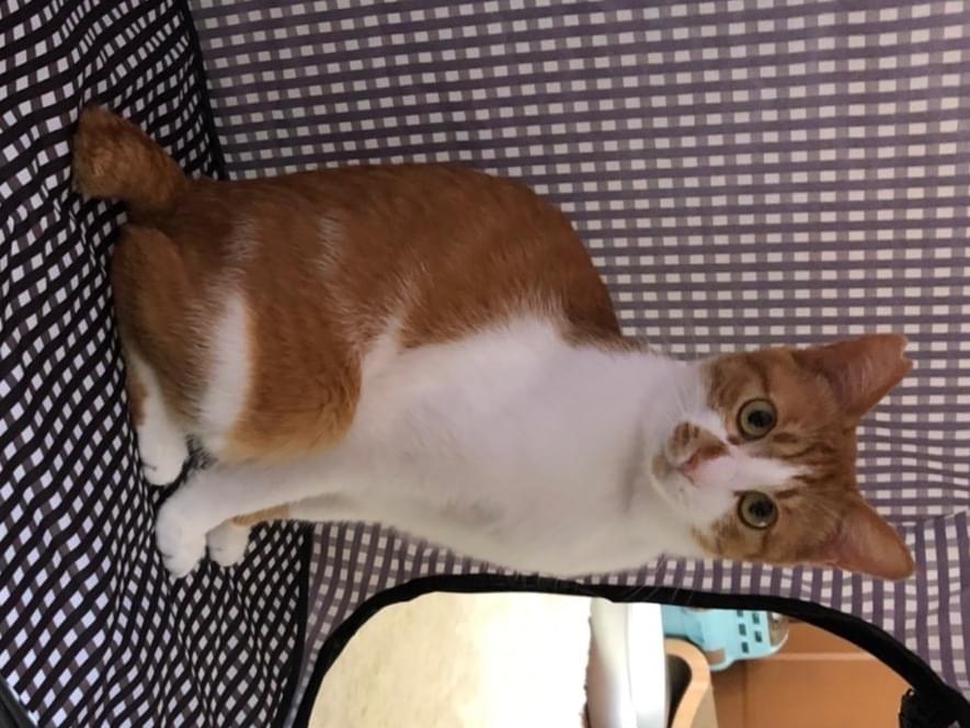 ちゃーちゃん ちゃーちゃん