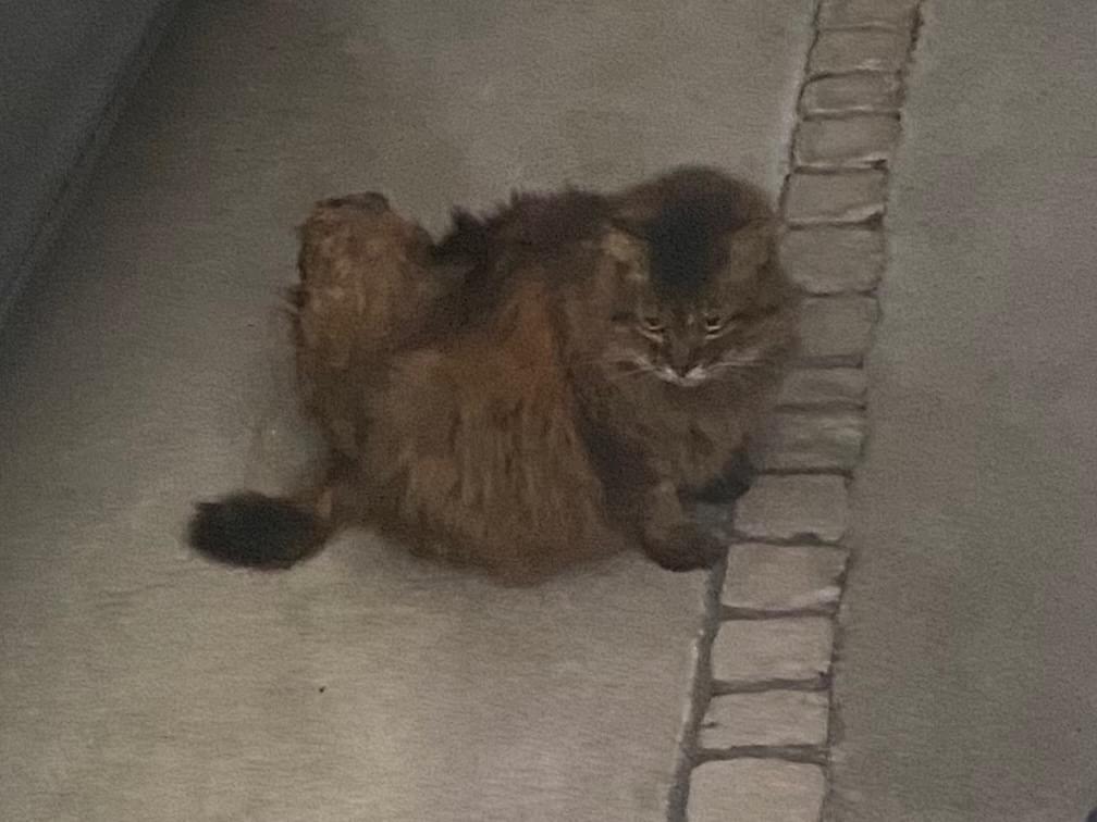 目撃された猫 目撃された猫