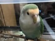 保護された鳥 保護された鳥