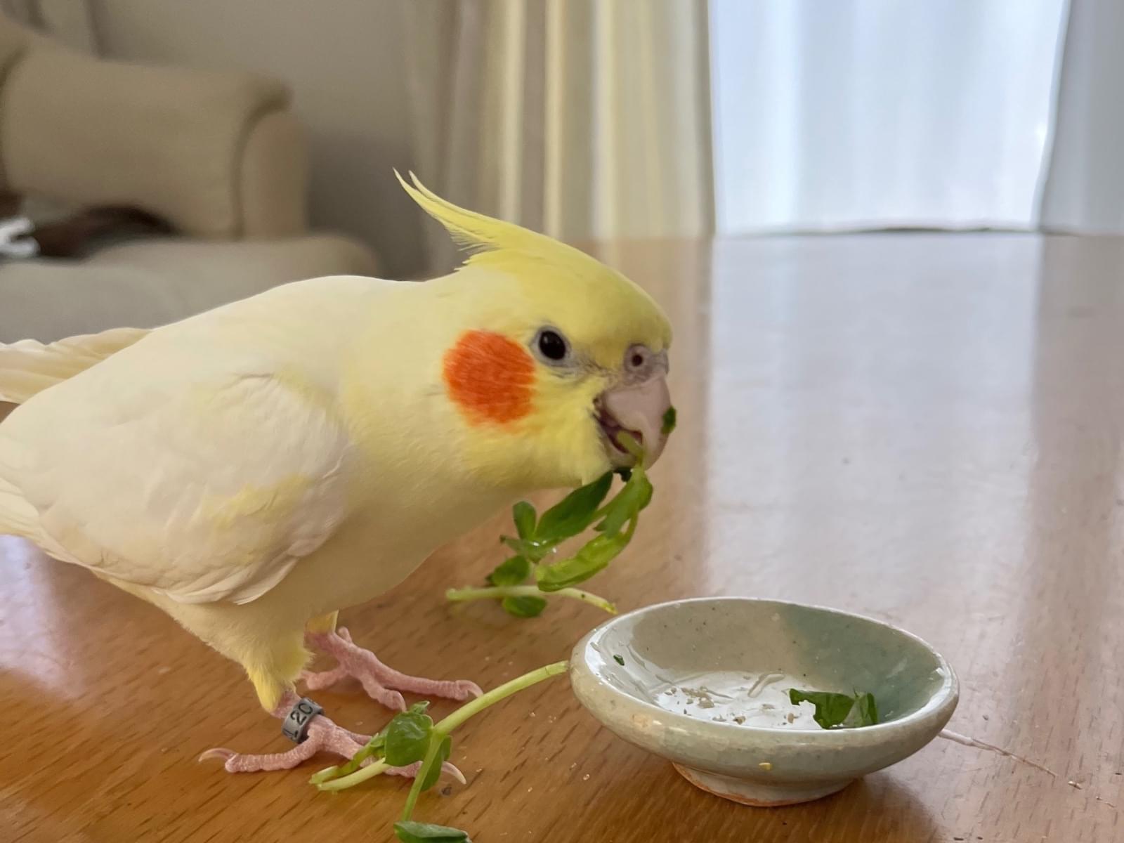 ぽーちゃん ぽーちゃん
