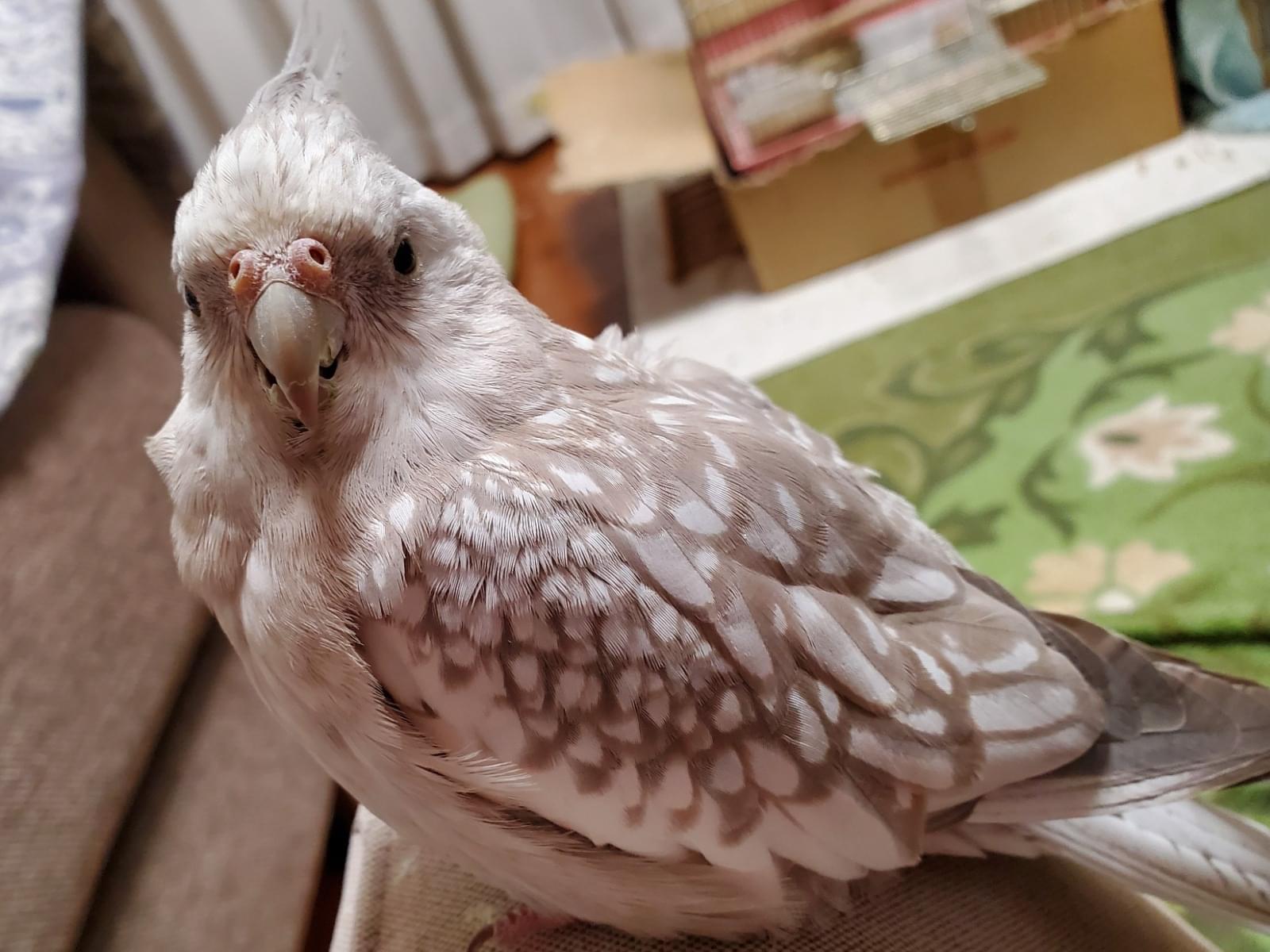 きなこちゃん きなこちゃん