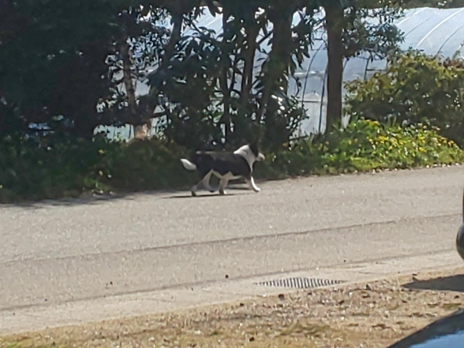 目撃された犬 目撃された犬