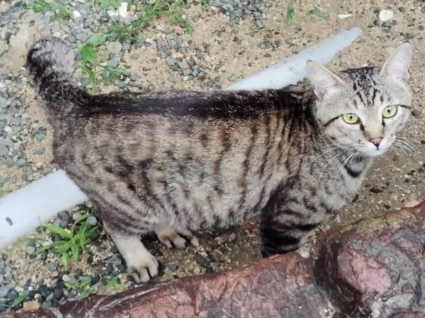 目撃された猫 目撃された猫