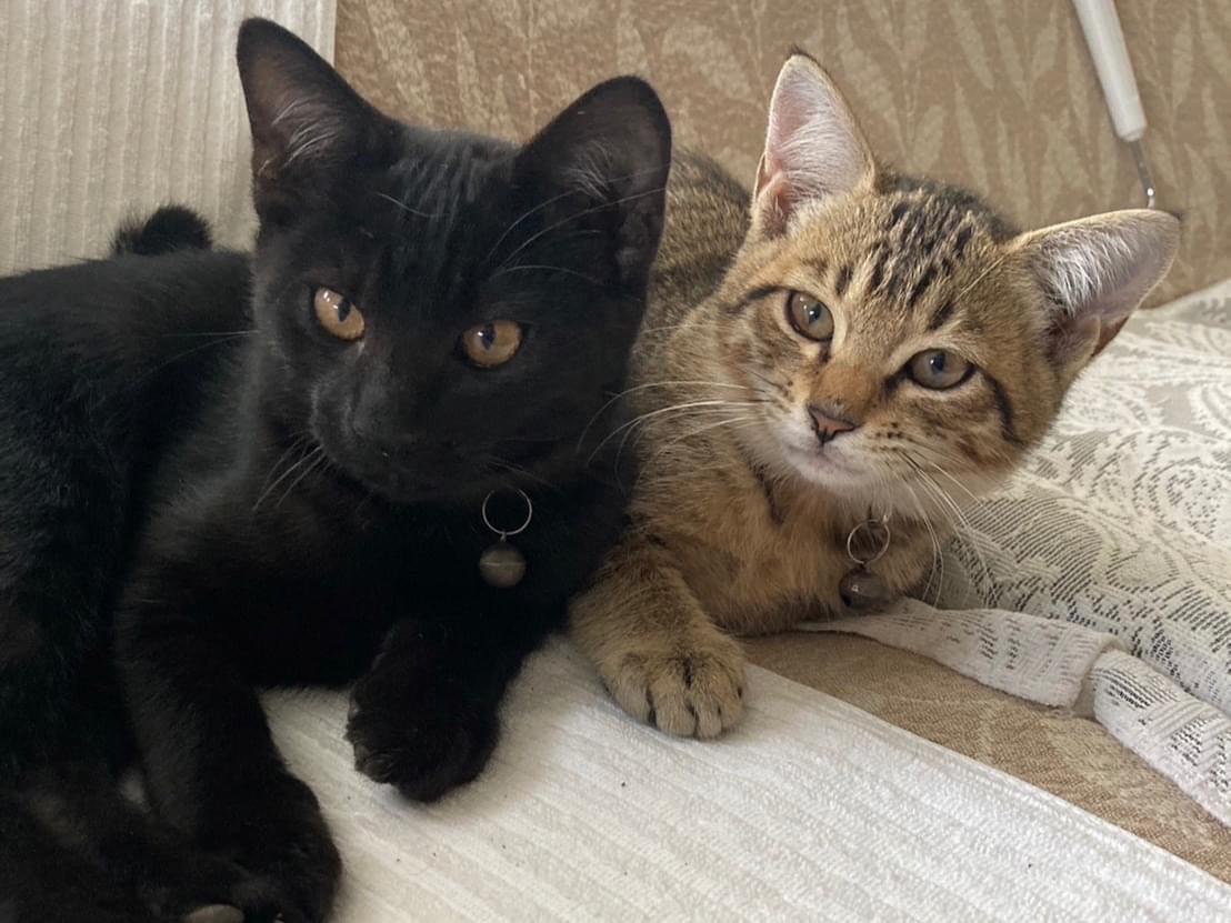 保護された猫 保護された猫