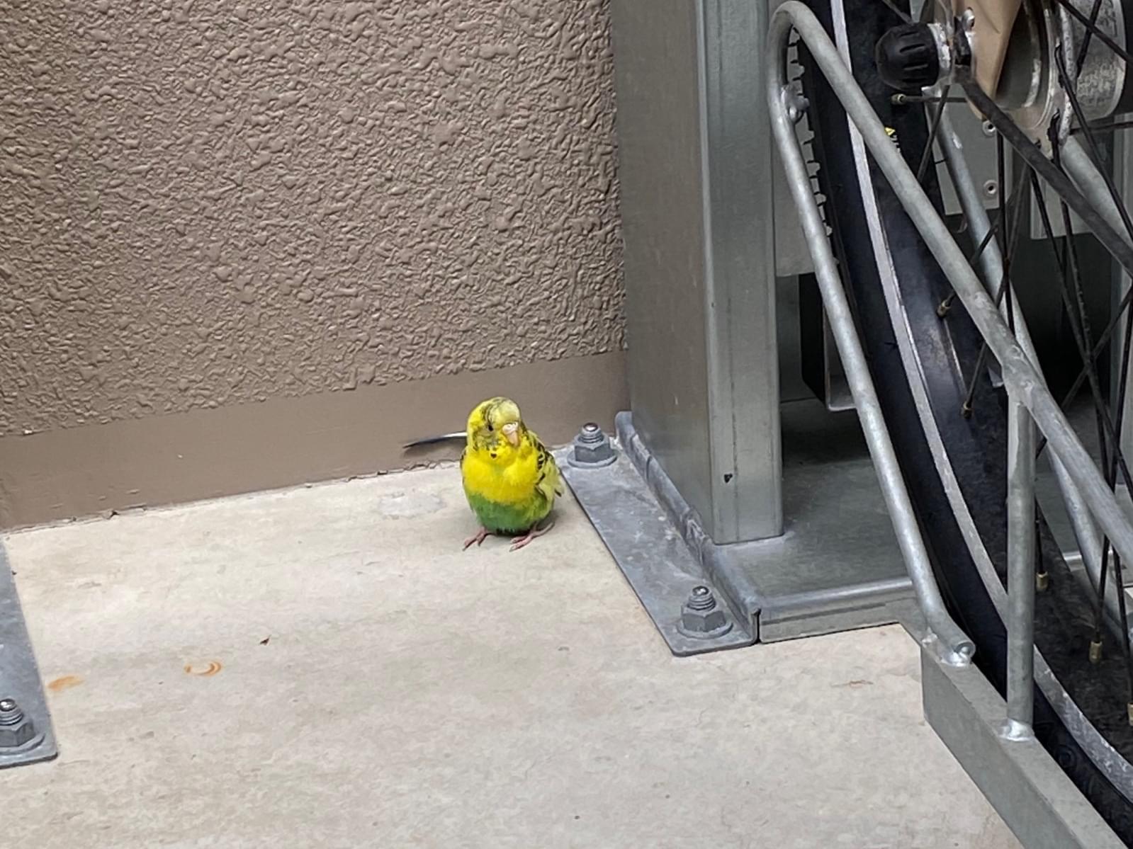 目撃された鳥 目撃された鳥