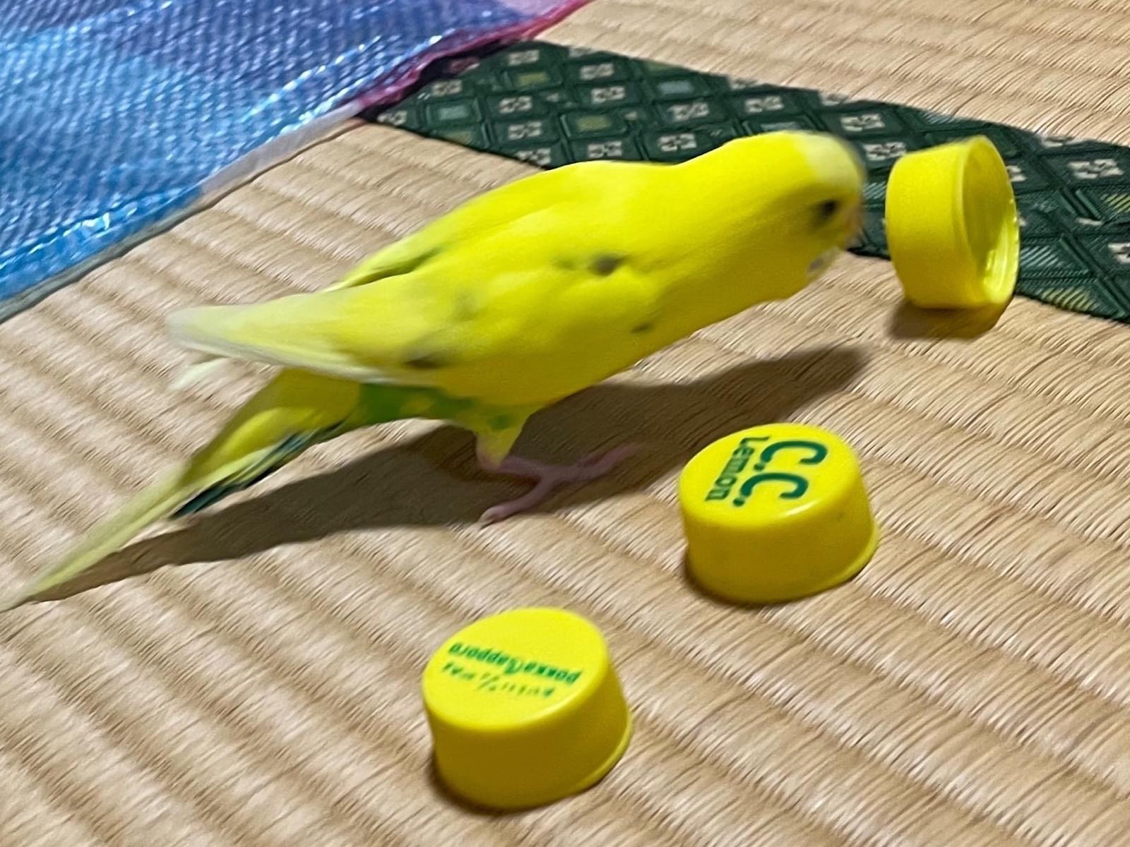 ぴーたろちゃん ぴーたろちゃん