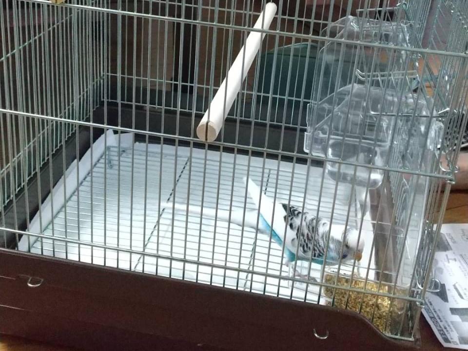 保護された鳥 保護された鳥