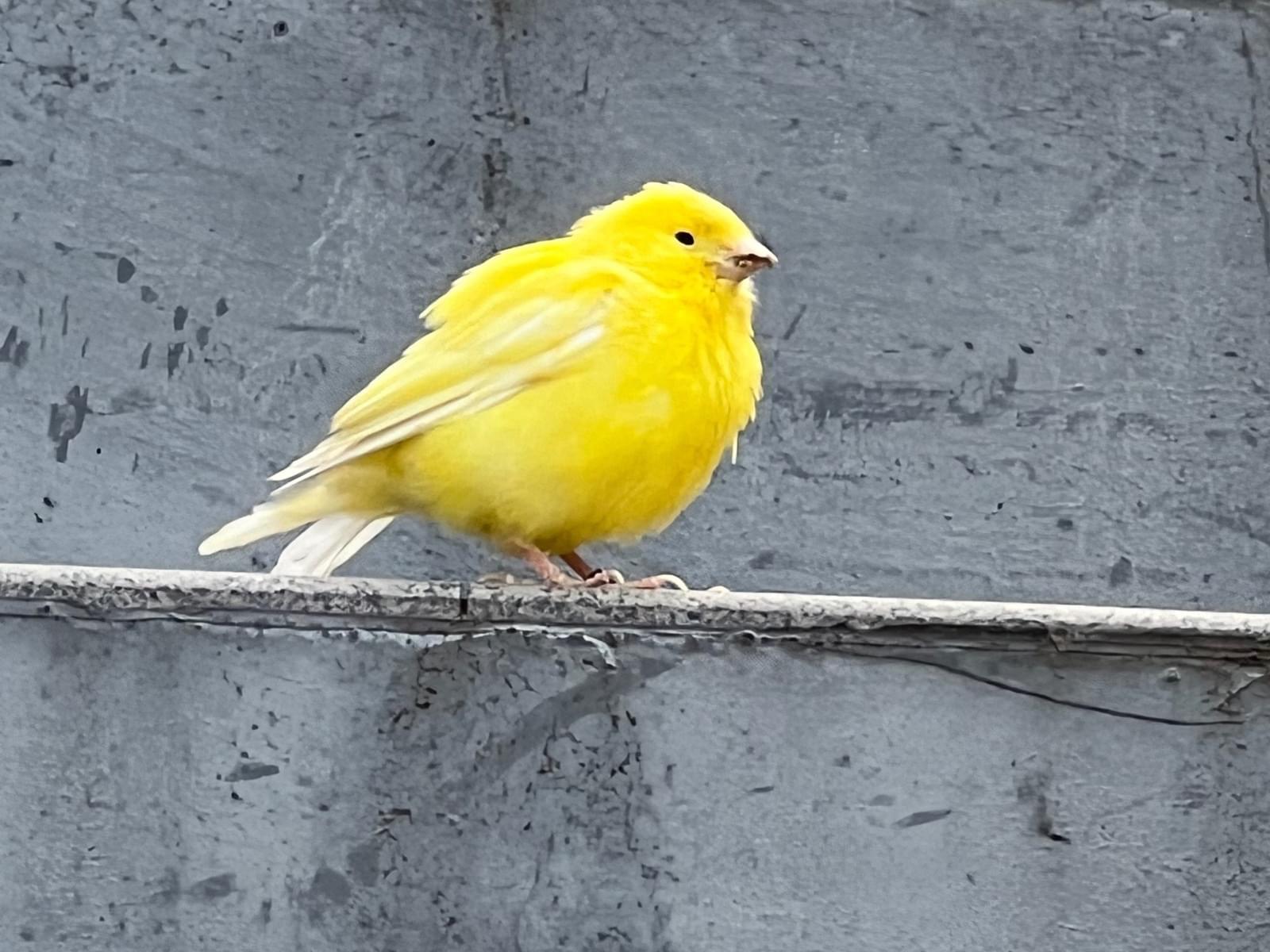 目撃された鳥 目撃された鳥
