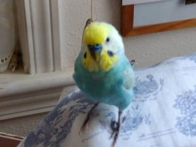 ぴぴちゃん ぴぴちゃん